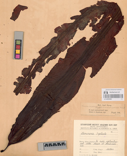 LE A0002985