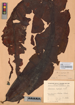 LE A0002986