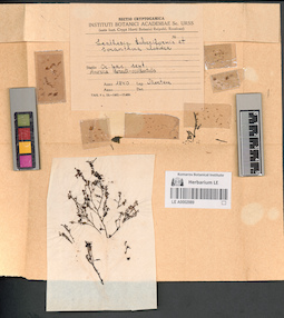 LE A0002989