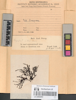 LE A0002993