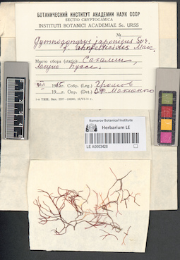 LE A0003428