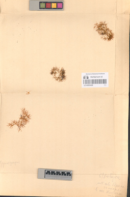 LE A0003429