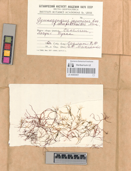 LE A0003431