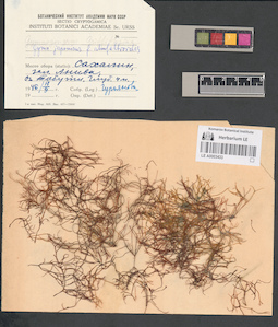 LE A0003433