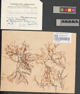 LE A0003435