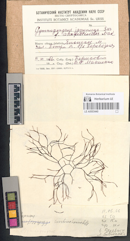 LE A0003440