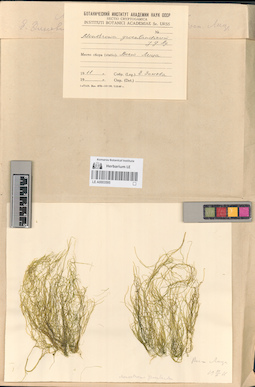 LE A0003595