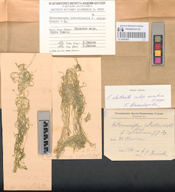 LE A0003603