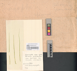 LE A0003606
