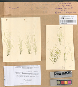LE A0003613