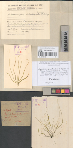 LE A0003615
