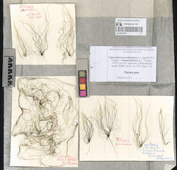 LE A0003616