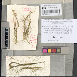 LE A0003617