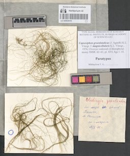 LE A0003618