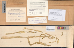 LE A0003619