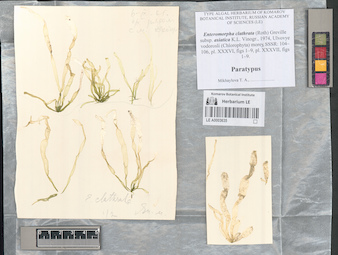LE A0003635
