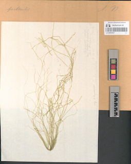 LE A0003637
