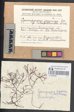 LE A0003681