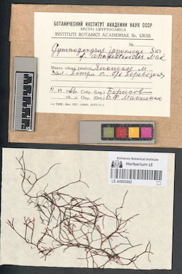 LE A0003682