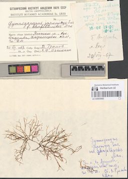 LE A0003683