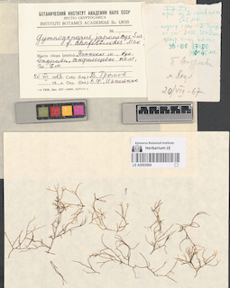 LE A0003684