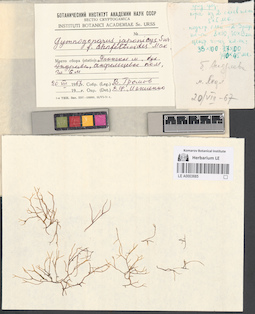 LE A0003685
