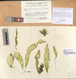 LE A0004002