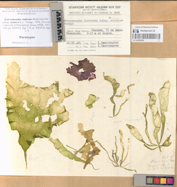 LE A0004006
