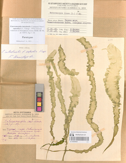 LE A0004024