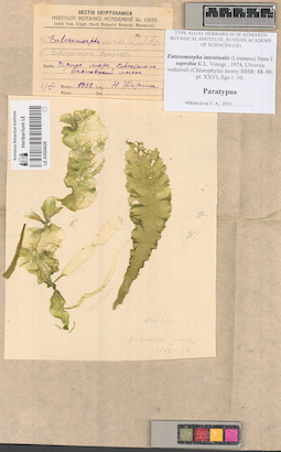 LE A0004026