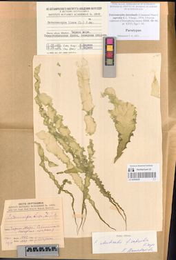 LE A0004028