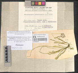 LE A0004035