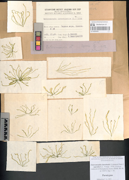 LE A0004036