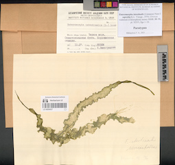 LE A0004037