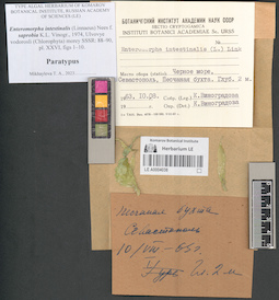 LE A0004038