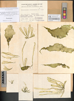 LE A0004039