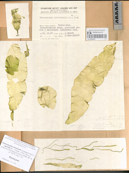LE A0004042