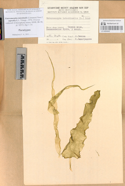 LE A0004045