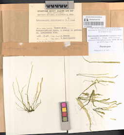 LE A0004046