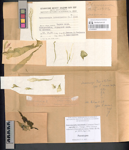 LE A0004051