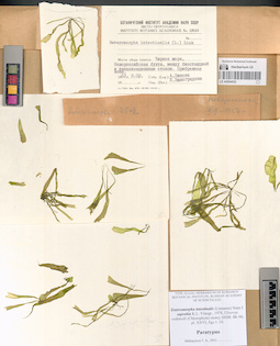 LE A0004052