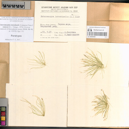 LE A0004055