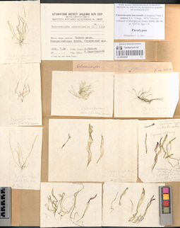 LE A0004065