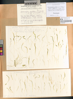LE A0004068