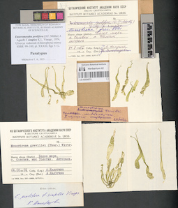 LE A0004070