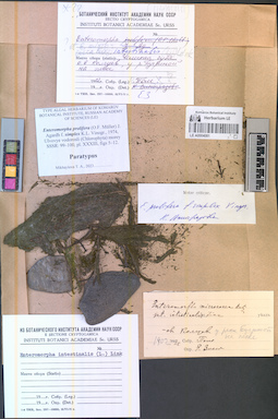 LE A0004081