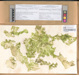 LE A0004093