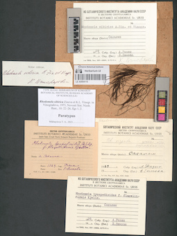 LE A0004115
