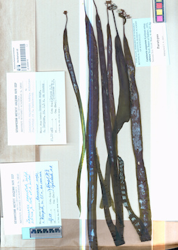 LE A0004116