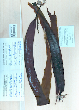 LE A0004117